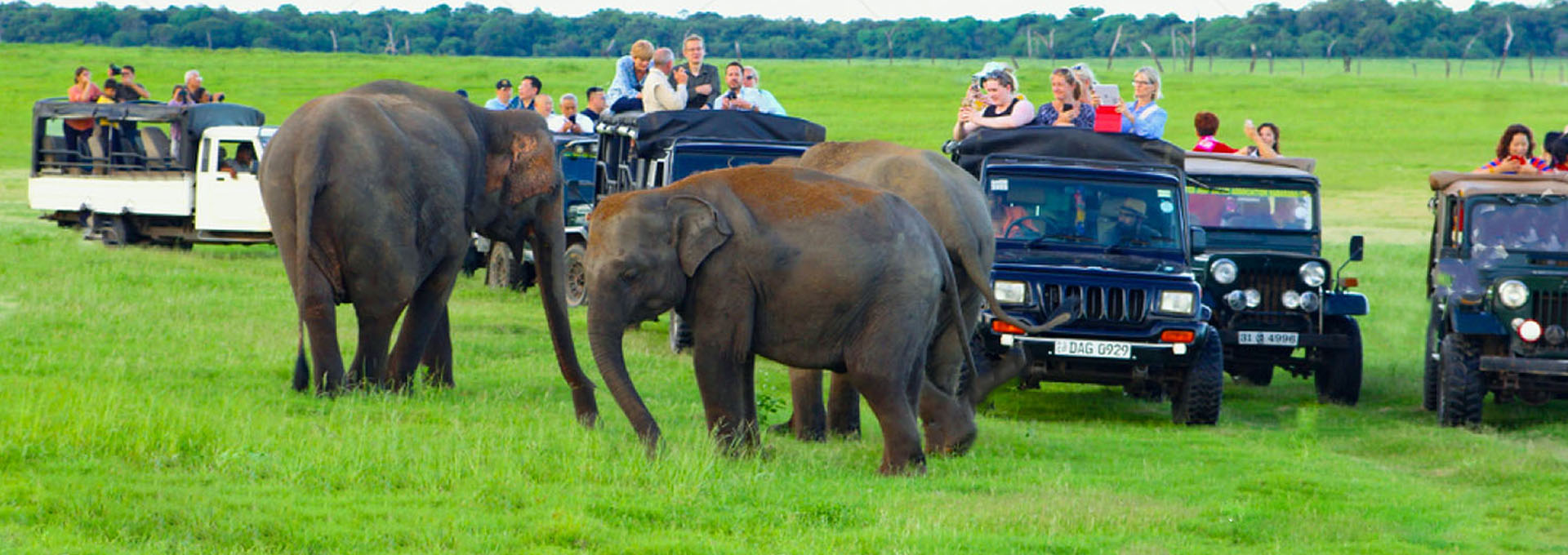 Enjoy the Exotic stay of Sri Lanka Safari and Maldives – All Inclusive