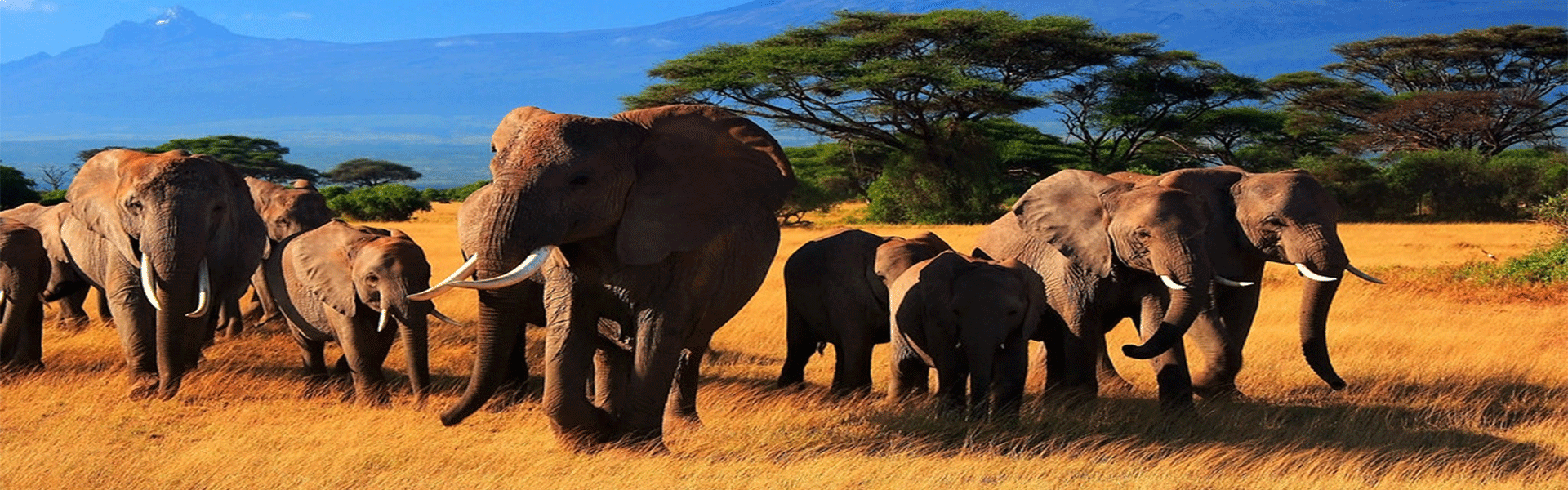 Enjoy 10 Nights Safari Tour in Nairobi and Explore Mauritius
